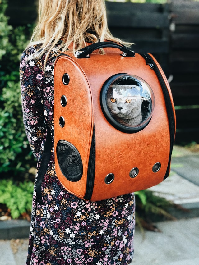 Hoe neem je jouw kat mee op vakantie? Snowexpres.nl